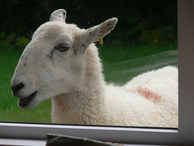 sheep