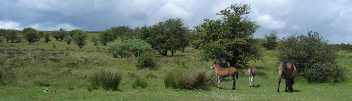 ponies